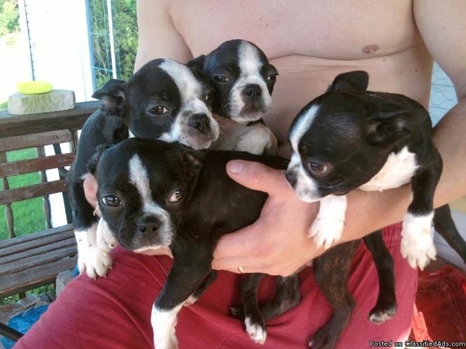 AKC Registered Male Boston Terrier Pup - Price: $100 Firm