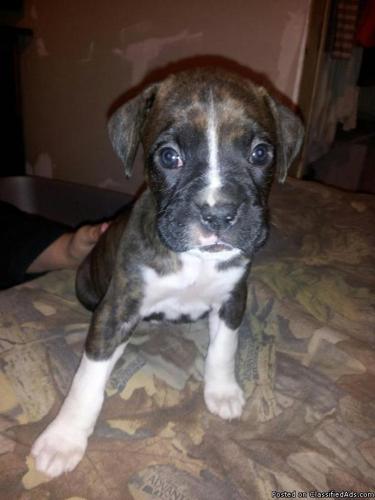 akc registered puppies - Price: price lowered