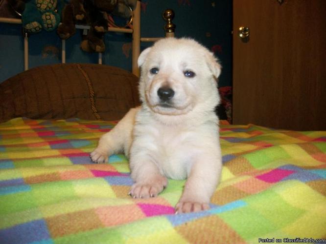 AKC Registered *PURE WHITE* German Shepherd Pups Born Feb 13th M/F - Price: $475