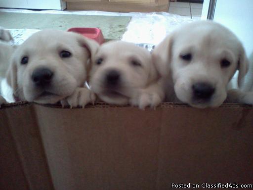 AKC Registered White/Yellow Lab pups - Price: $400.00
