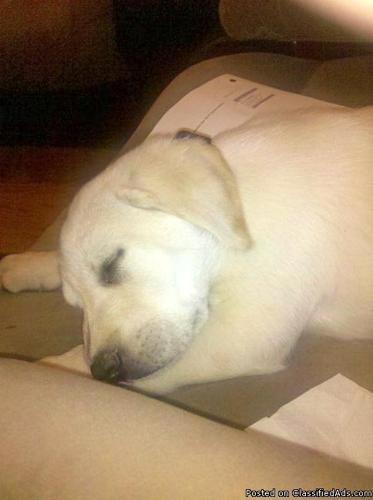 AKC registered Yellow Lab, 7 months old, not spayed - Price: 300.00 OBO