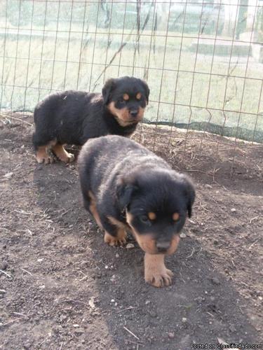 AKC Rottweiler Pups - Price: $600.00