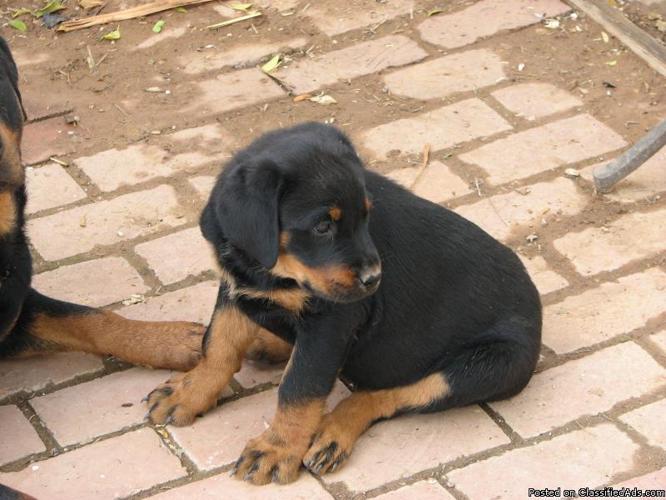 *AKC Rottweiler Pups*-Ready to go! - Price: 600.00