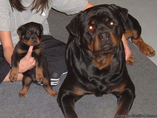 AKC Rottweilers Pups for sale - Price: Contact for info.