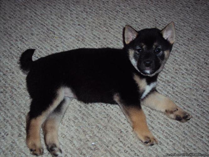 Akc Shiba Inu Puppies Price 400 600 For Sale In Spring Hill