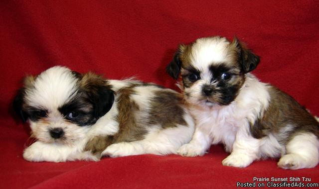 Akc Shih Tzu Puppies Price 385 Cash For Sale In Goff Kansas Best Pets Online