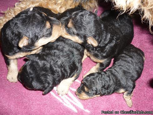 Akc Welsh Terrier Puppies Price 695 For Sale In Rocky Face Georgia Best Pets Online