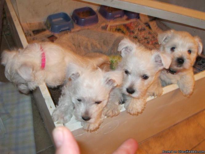 AKC West Highland Puppies - Price: 1000.00
