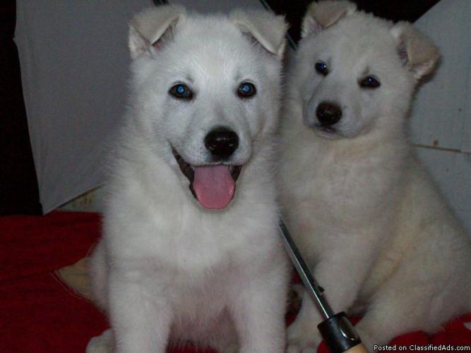 Akc White German Shepherd Puppies Price 300 00 For Sale In Shubuta Mississippi Best Pets Online