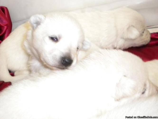 AKC White German Shepherd Puppies - Price: 600