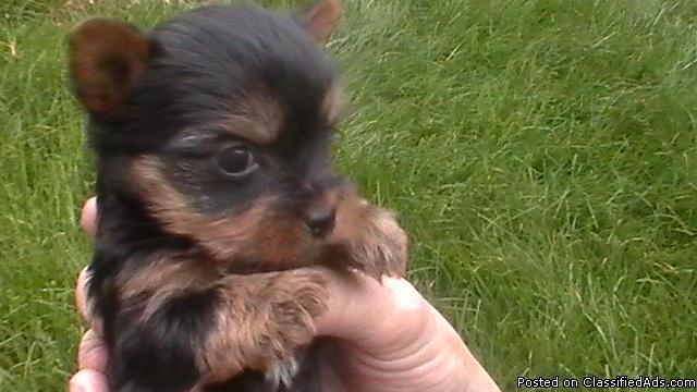 AKC YORKSHIRE TERRIERS - Price: $500