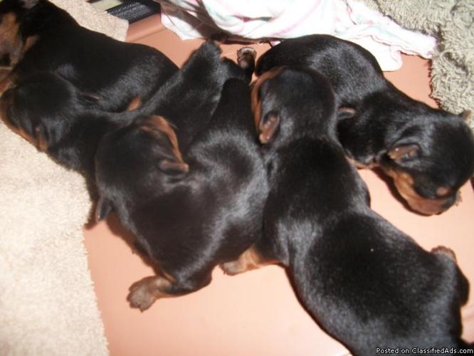 AKC Yorkshire Terriers - Price: $550 to $500