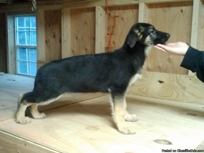 AKC.german shepherd pups.west germany blood line. - Price: $600