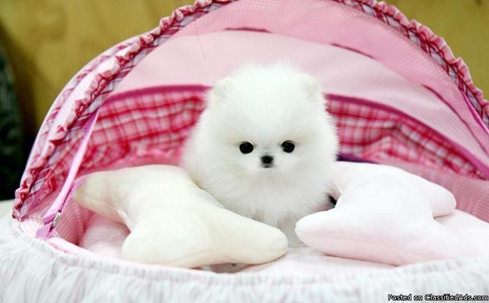 AKCPomeranian Puppies for a reliable family now - Price: 200