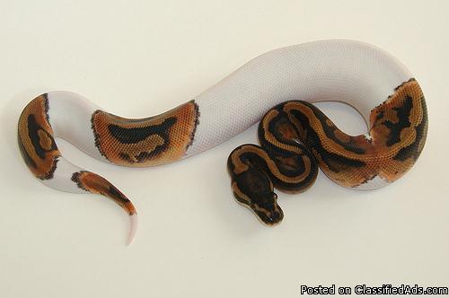 Albino and piebald pythons available for sale - Price: 300