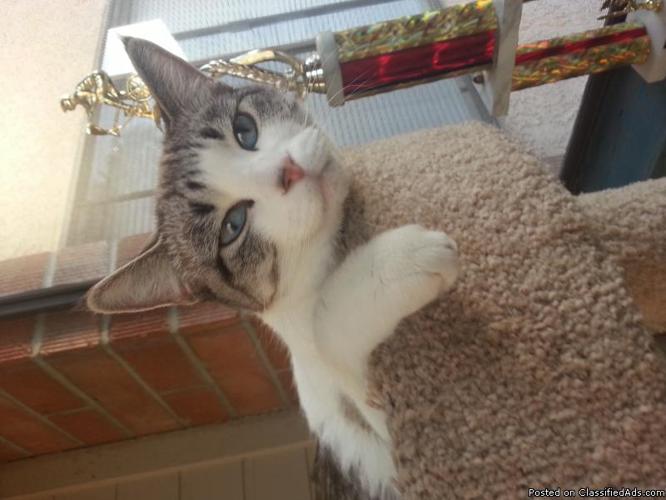ALBINO Siamese Cat (female) Baby Blue Eyes! - Price: Free!!! :(