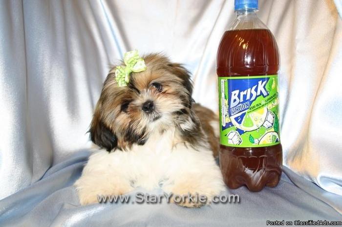 Amazing Male & Female Teacup Shih-Tzu Puppies Available NOW - Price: 1000.00