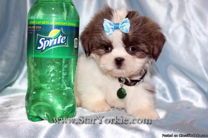 Amazingly Small Teacup Shih-Tzu Puppies Available NOW Near North Las Vegas - Price: 1400.00