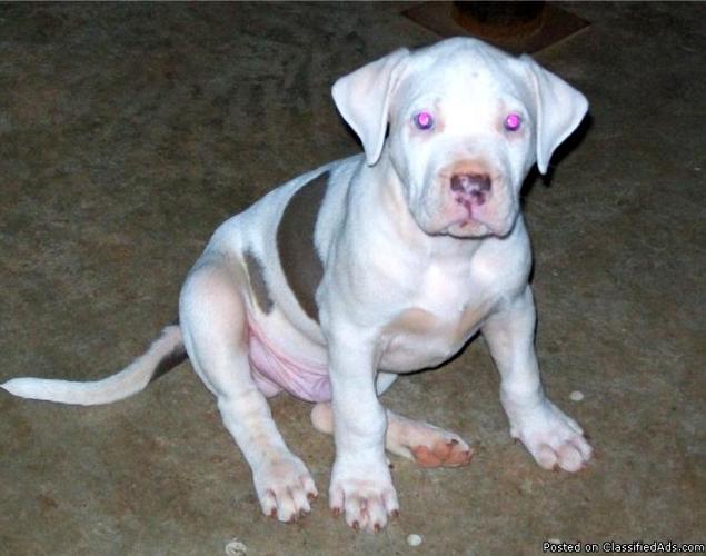 Amercian Pitbull Pups ADBA/UKC reg (Reduced Price) - Price: $300