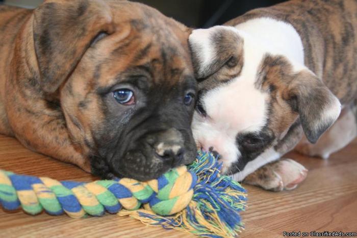 American Bulldog Puppies for Sale - Price: $800