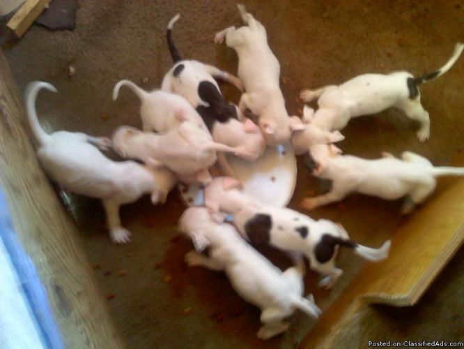 American Bulldog Puppies - Price: $125