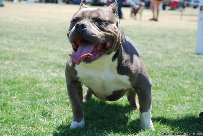 AMERICAN BULLY BLUE FEMALE ADULT FOR SALE UKC. PR. - Price: 800