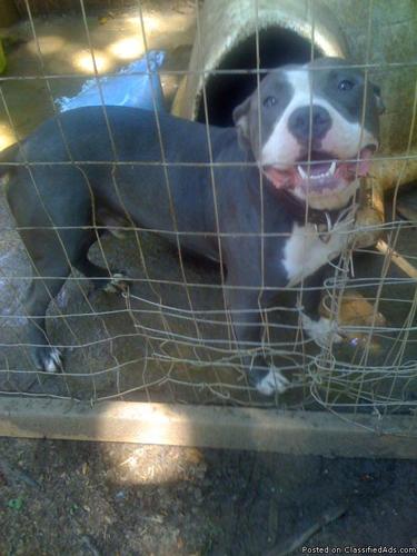 American Pit Bull Terriers Champ Blood - Price: $250 OBO