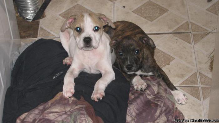 American Pit Terriers (1/4 Sharpei) for SALE ASAP!! - Price: $150.00