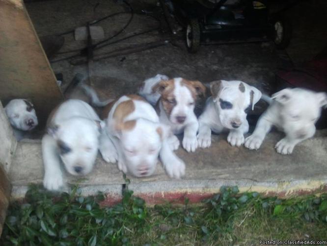 American Pitbull Terriers - Price: $200