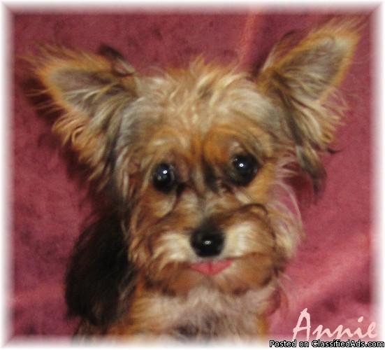 Annie is a Yorkiepoo (Yorkie and Teacup Poodle) - Price: 695
