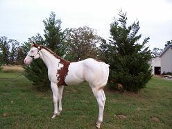 APHA stallion prospect - Price: 2500