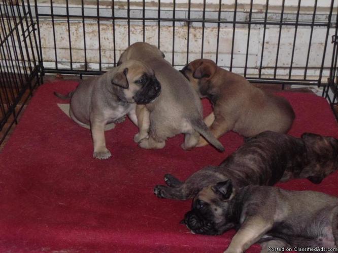 APR Bullmastiff puppies for sale - Price: $600.00