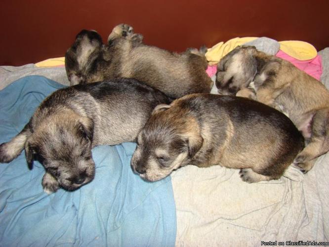 APRI Miniature Schnauzer Puppies Will hold for Valentines!!! - Price: 700.00
