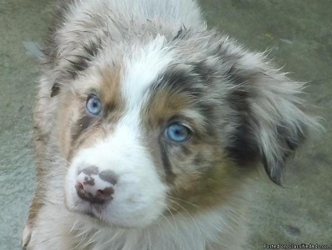 Australian Shepherd Puppies - Price: 400 for sale in Paso Robles ...