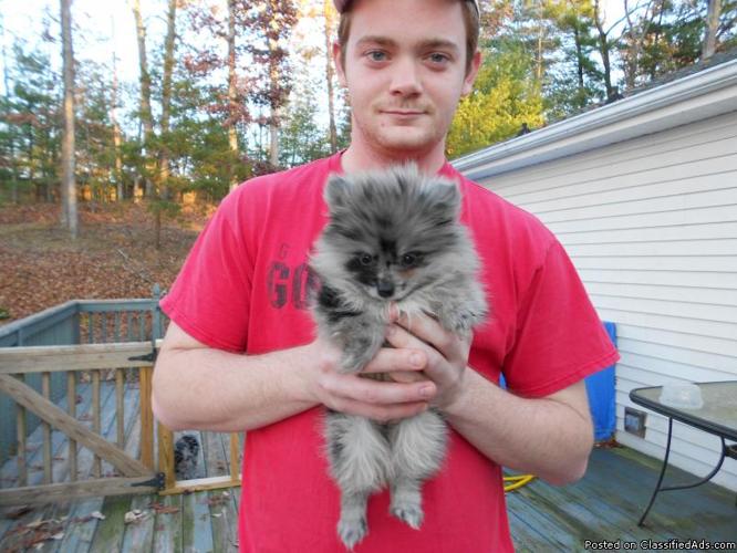 awesome blue merle pomeranian puppies - Price: 400