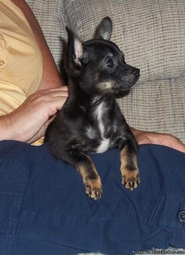 Awesome Little Applehead Chihuahua Male $450.00 - Price: 450.00