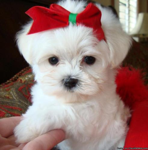 Awesome Maltese puppies for adoption - Price: 200