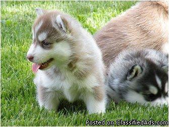 Awesome Siberian Husky Puppies Available - Price: 120