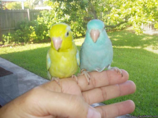 baby american yellow male parrolet - Price: 100