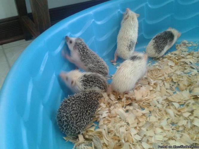 Baby Hedgehogs - Price: 185.00