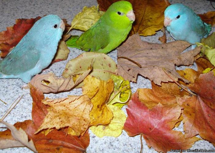 Baby Parrotlets