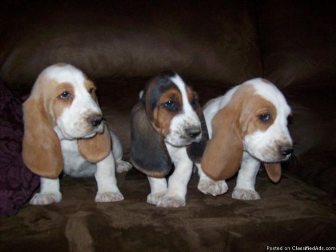 basset hound puppies - Price: 250.00