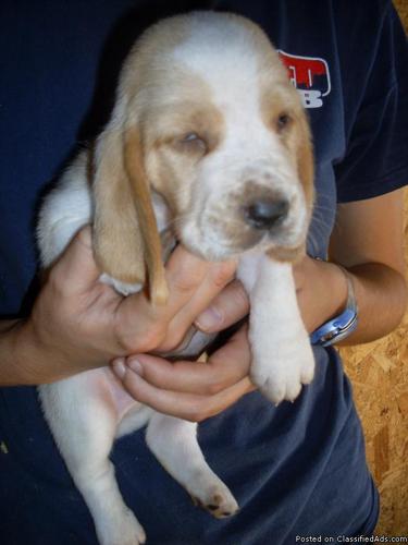Basset hound puppies - Price: 300