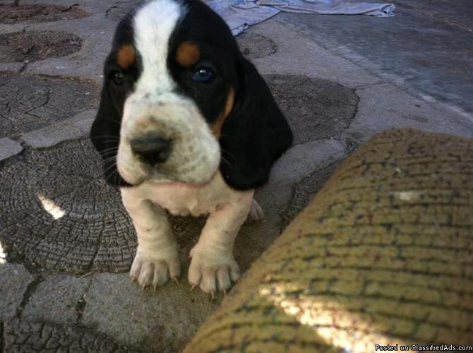 Basset Hound Puppies - Price: 400
