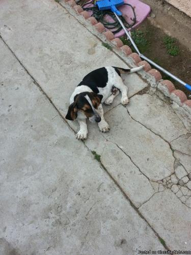 Basset Hound Puppys - Price: 300.00 OBO
