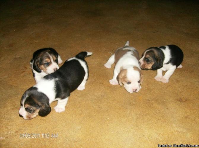 Beagle Puppies for sale - Price: $250 to $300