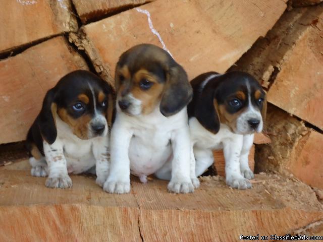 Beagle Puppies for Sale - Price: 300