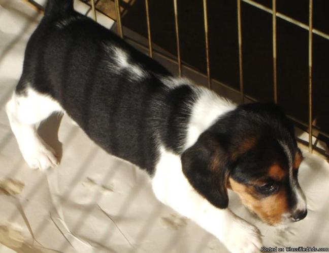 beagle puppies - Price: 150.00