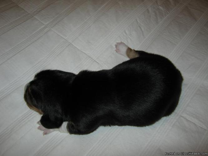 Beagle Puppies - Price: $50