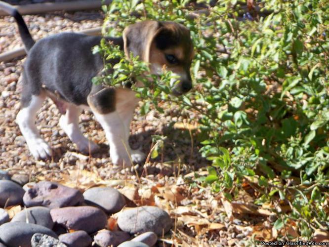 Beagle Puppies - Price: $750
